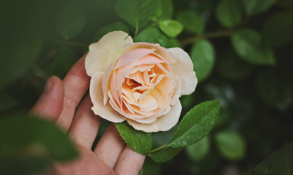 Flower Flower