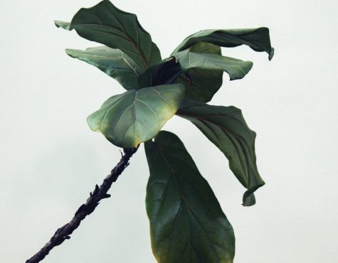 Maidenhair Tree
